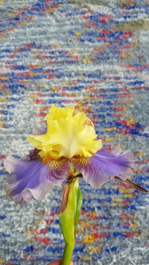 Colorful hand woven wool rug, Gray, blue, yellow woven rug, bohemian rug.